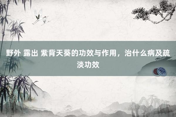 野外 露出 紫背天葵的功效与作用，治什么病及疏淡功效